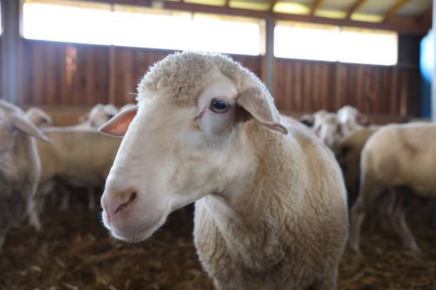 istock Sheep in barn on farm. Cute animals 1950344153