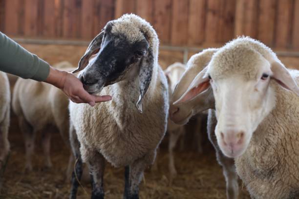 istock Man feeding sheep on farm, closeup. Cute animals 1950344155