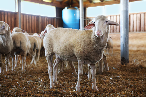 Many sheep in barn on farm. Cute animals