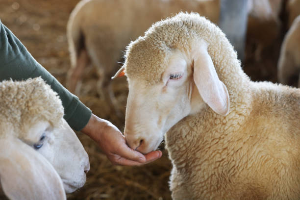 istock Man feeding sheep on farm, closeup. Cute animals 1950344682