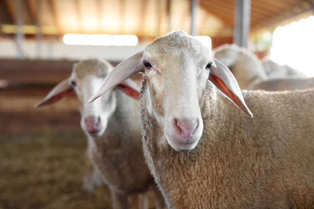istock Sheep in barn on farm. Cute animals 1950344698
