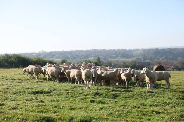 istock Cute sheep grazing outdoors on sunny day. Farm animals 1950345204
