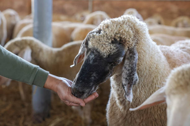 istock Man feeding sheep on farm, closeup. Cute animals 1950350054