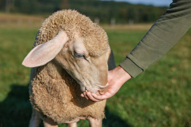 istock Man feeding sheep on pasture outdoors, closeup. Cute animal 1950350489