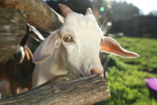 Cute goat inside of paddock at farm