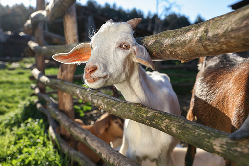 Cute goats inside of paddock at farm