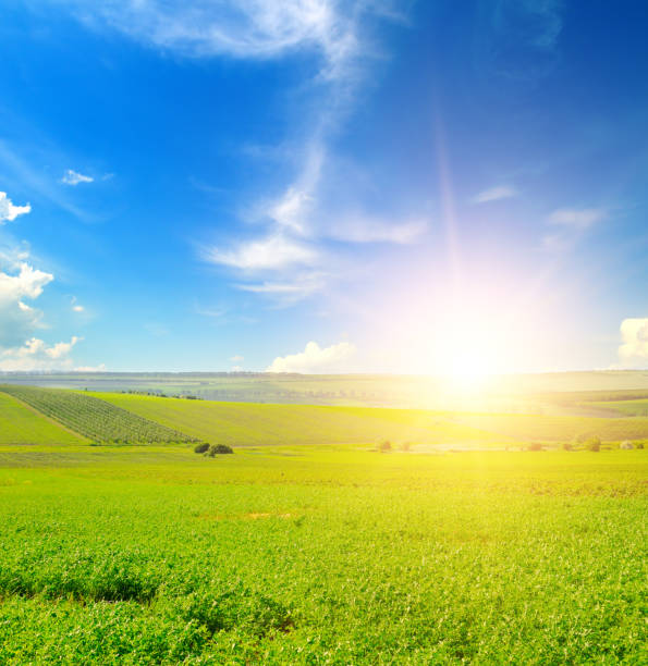 un campo con erba medica verde e alba. - clover field blue crop foto e immagini stock