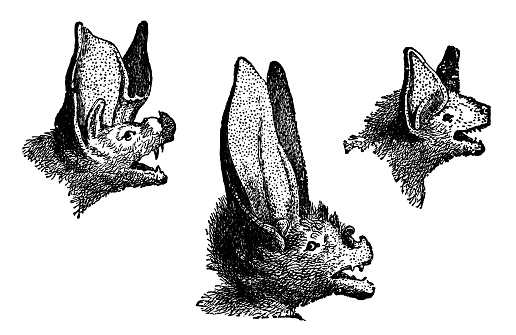 The heads of an Egyptian Mouse-Tailed Bat (rhinopoma cystops)[left], an Egyptian Slit-Faced Bat (nycteris thebaica)[middle] and an Egyptian Tomb Bat (taphozous perforatus)[right]. Vintage etching circa 19th century.