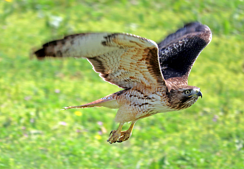 Red-tail hawk in flight