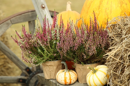 Beautiful heather flowers in pots and pumpkins in wooden cart outdoors