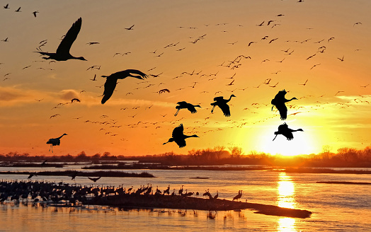 Migrating sandhill cranes along the Platte River at sunset in Kearney, Nebraska