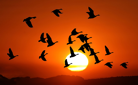 Flock of Canada geese in flight at sunset