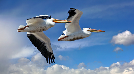 Male American white pelicans in flight