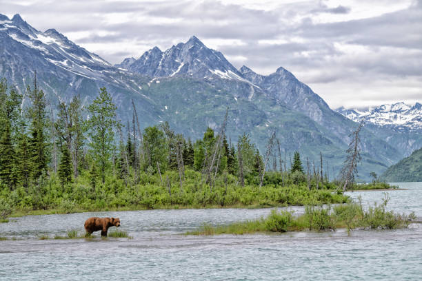 istock Grizzly at Crescent Lake, Alaska, US 1950368555