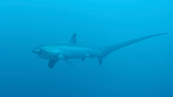 Close-up of a Thresher Shark in Kimud Shoal, Malapascua, Philippines