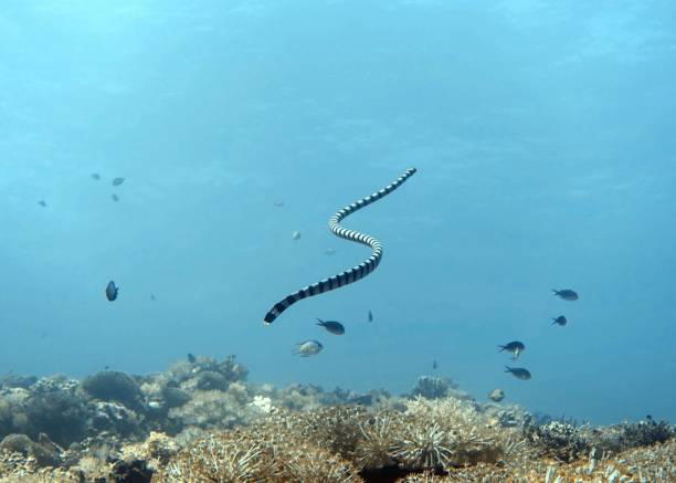 istock Swimming sea snake in the blue, Philippines 1950369109