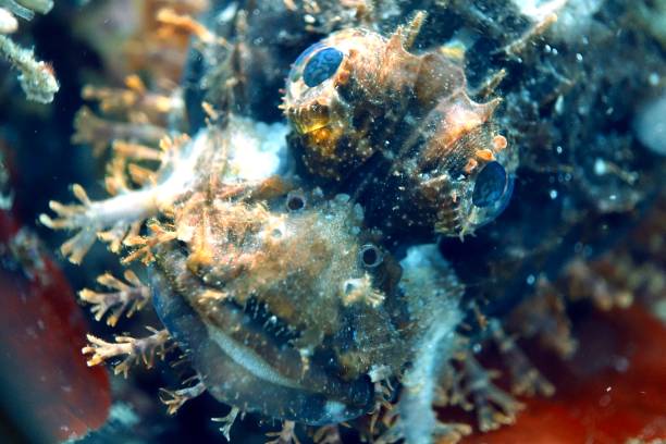istock Macro of a scorpionfish, Philippines 1950370129