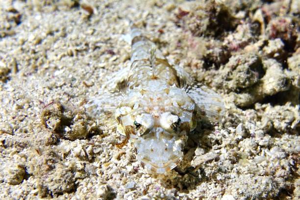 istock Crocodilefish lying in the sand, Philippines 1950371177