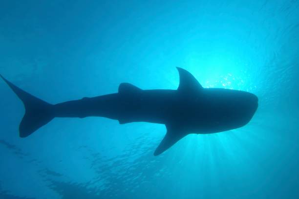 istock Whale shark in the blue against the sunlight 1950371687
