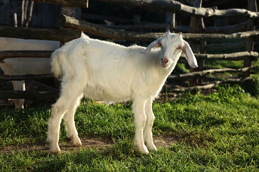 Cute white goat on green grass at farm