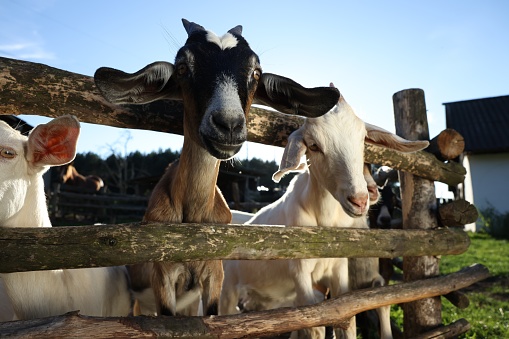 Cute goats inside of paddock at farm, low angle view