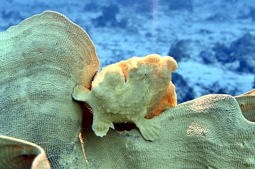 Close-up of a yellow frogfish in a coral, Philippines