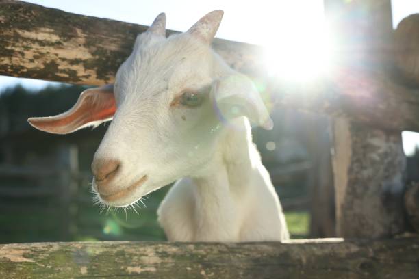 Cute goat inside of paddock at farm