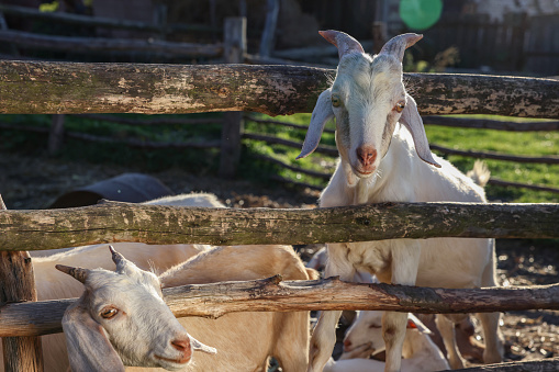 Group of goats on grassy landscape