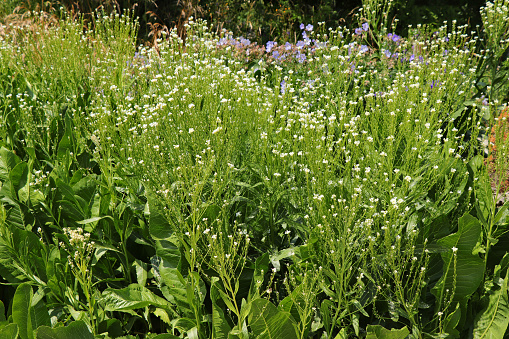 Blooming horseradish - Meerrettich.