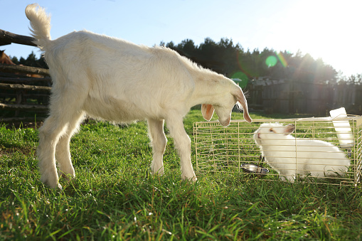 Cute fluffy rabbit and goat outdoors on sunny day. Farm animals