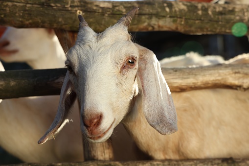 Cute goats inside of paddock outdoors on sunny day