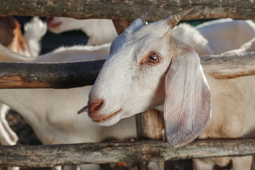 Cute goats inside of paddock outdoors on sunny day