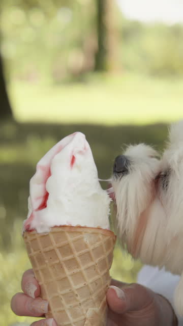 Vertical video. Summer happiness: a young woman with a small white Maltese lapdog eating ice cream from her hands, playing on the grass in the park, a girl hugging her faithful friend and having fun.