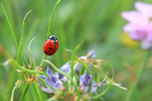 Ladybug Depth Of Field Macro