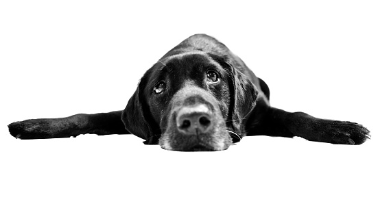 Front view of a black and white picture of a black Labrador retriever dog lying down on white background.