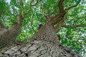 branches of an old oak tree against a blue sky