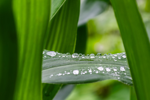 Water drops on a corn leaf in summer. Shallow depth of field. Morning dew. Natural background.
