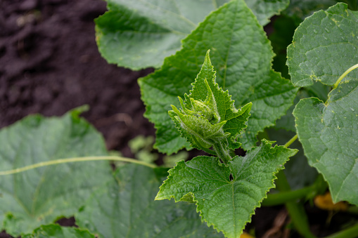 Young cucumber leaves growing in a vegetable garden. Cultivation of agricultural crops. Agriculture.