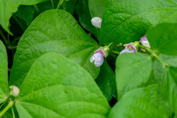 Flowering bean plant with white-lilac flowers and green leaves in the vegetable garden. Selective focus. Agriculture.