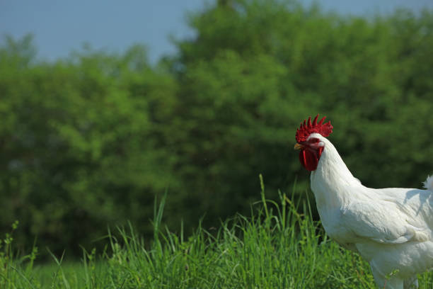Chickens rooster in a garden