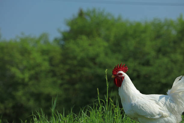 Chickens rooster in a garden