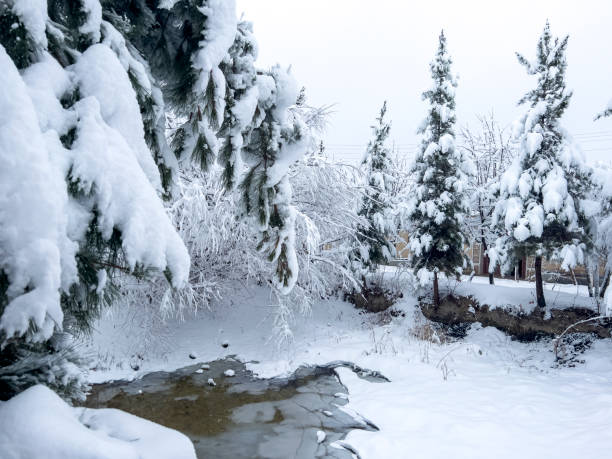 dried pond with fir tree in winter. - photography branch tree day imagens e fotografias de stock