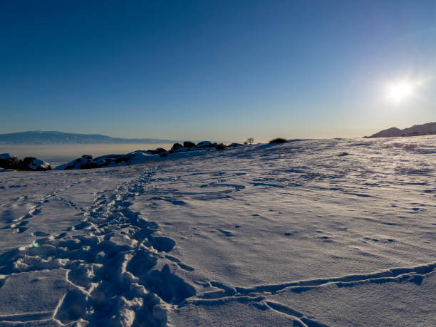 the cold winter and bright sun. - photography branch tree day imagens e fotografias de stock