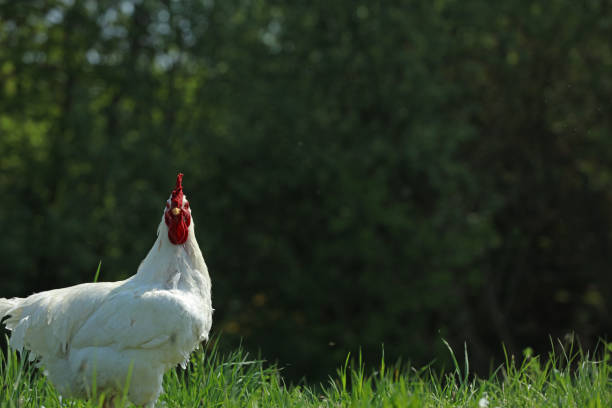 A healthy red and white hen standing on green grass at a small farm in New Jersey, USA. This image illustrates free-range poultry farming, sustainable agriculture, and rural living concepts.
