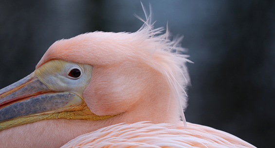 Pink pelican bird