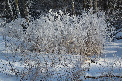 photo of a beautiful winter landscape. the plants are covered with white frost. There is a lot of snow. a cold sunny day in winter.