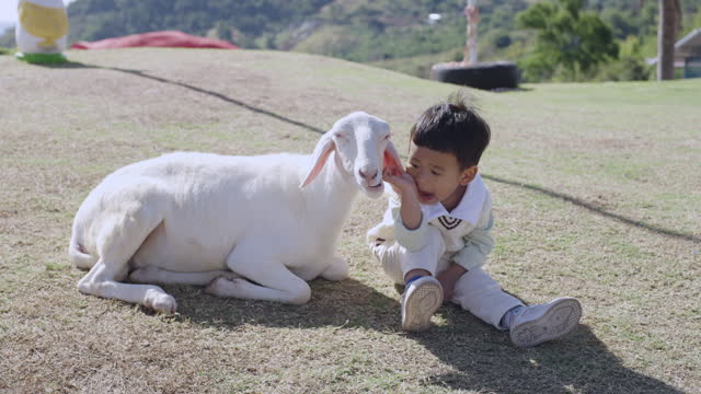 Adorable Asian baby boy playing with group of domestic petting goat at outdoor green lawn farm. Young baby animal experience outdoor learning nature activity concept.