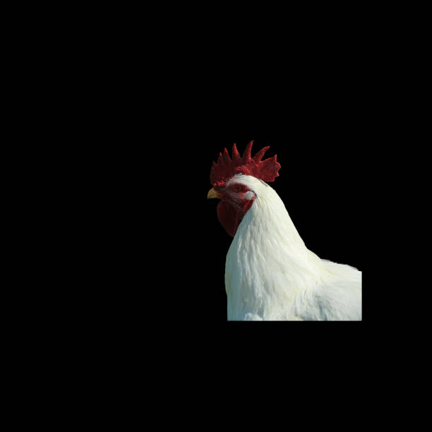 A side view close up of a Rhode Island Red Rooster walking past the camera through long grass at a public park with farm animals in Auckland. You can see he is mid stride and him and the other Hens and Roosters go where ever they want on the farm, even in other animals enclosures.