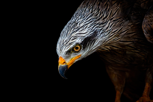 Portrait of a red kite (species belongs to the family of hawks) against black background. Bird of prey is staring into the distance ready to take off. The dark background highlights bright eyes and white head streaked with black feathers and bright eyes.