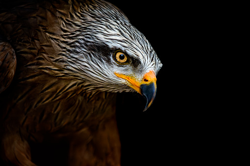 Portrait of a red kite (species belongs to the family of hawks) against black background. Bird of prey is staring into the distance ready to take off. The dark background highlights bright eyes and white head streaked with black feathers and bright eyes.